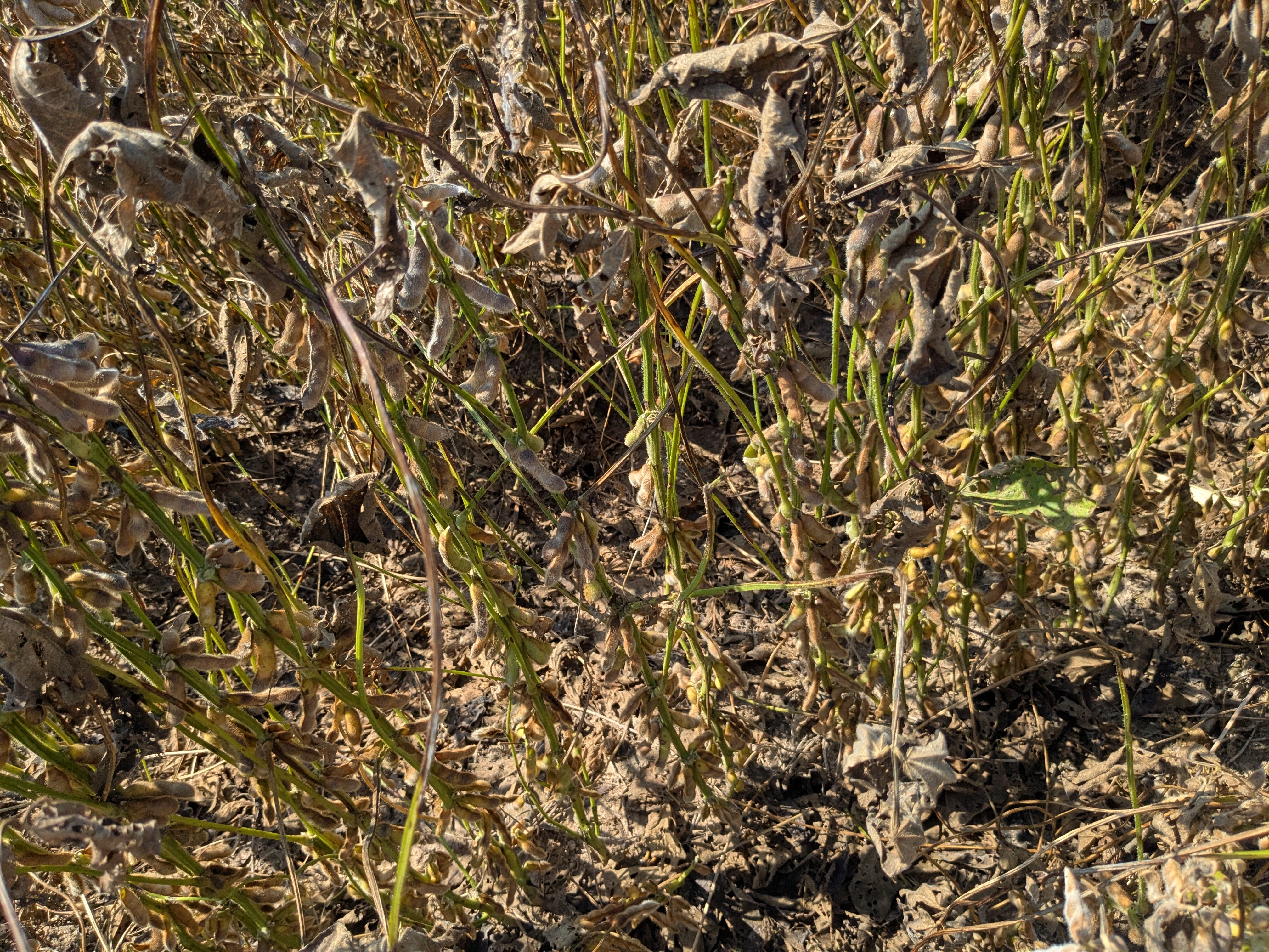 Green Stem in Soybean